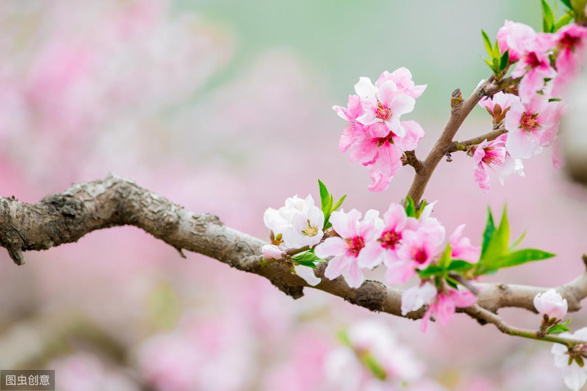 桃花经典诗词大全（春意正浓，花开正盛）