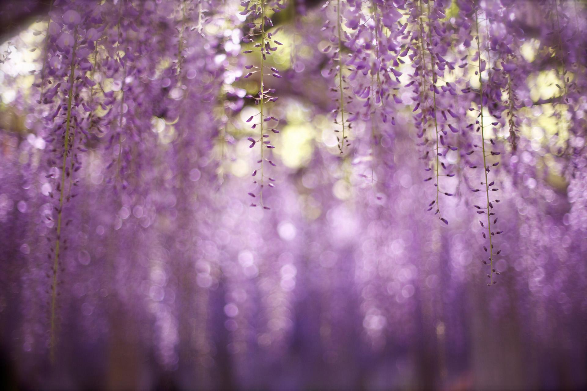 风吹雨洗，春物自芳菲（10首三月花诗词）