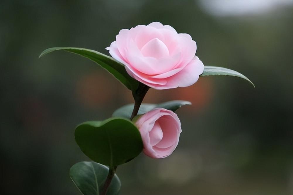 风吹雨洗，春物自芳菲（10首三月花诗词）