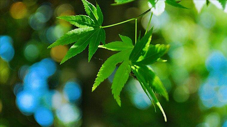 晴日暖风生麦气，绿阴幽草胜花时（10首宋代七言绝句中的初夏）