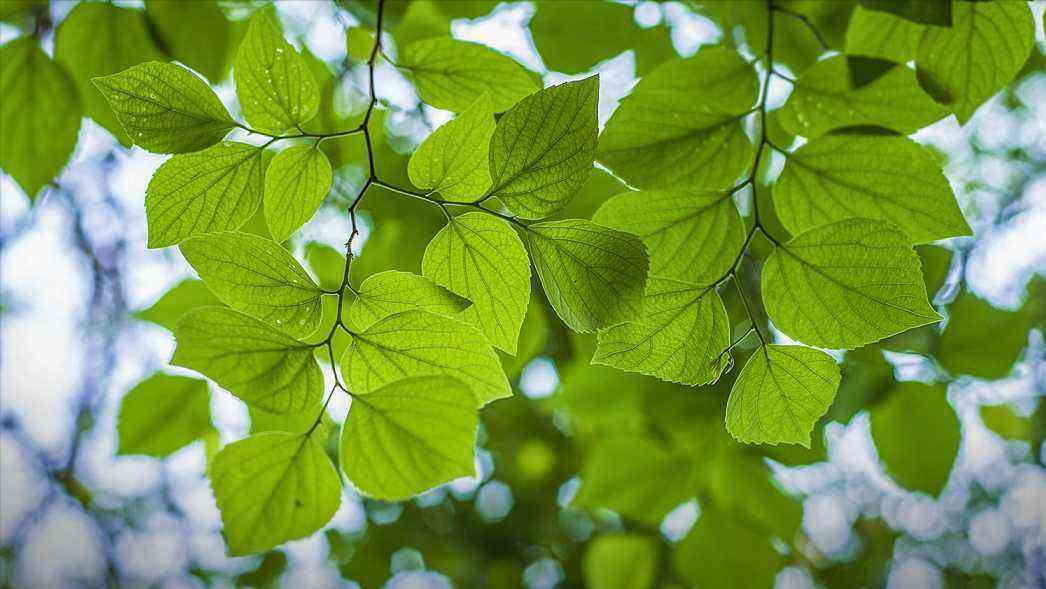 晴日暖风生麦气，绿阴幽草胜花时（10首宋代七言绝句中的初夏）