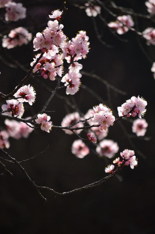 蝶恋花的千古名句，10首《蝶恋花》暮春