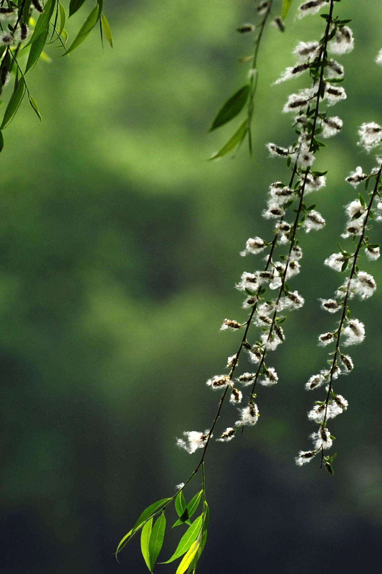 蝶恋花的千古名句，10首《蝶恋花》暮春