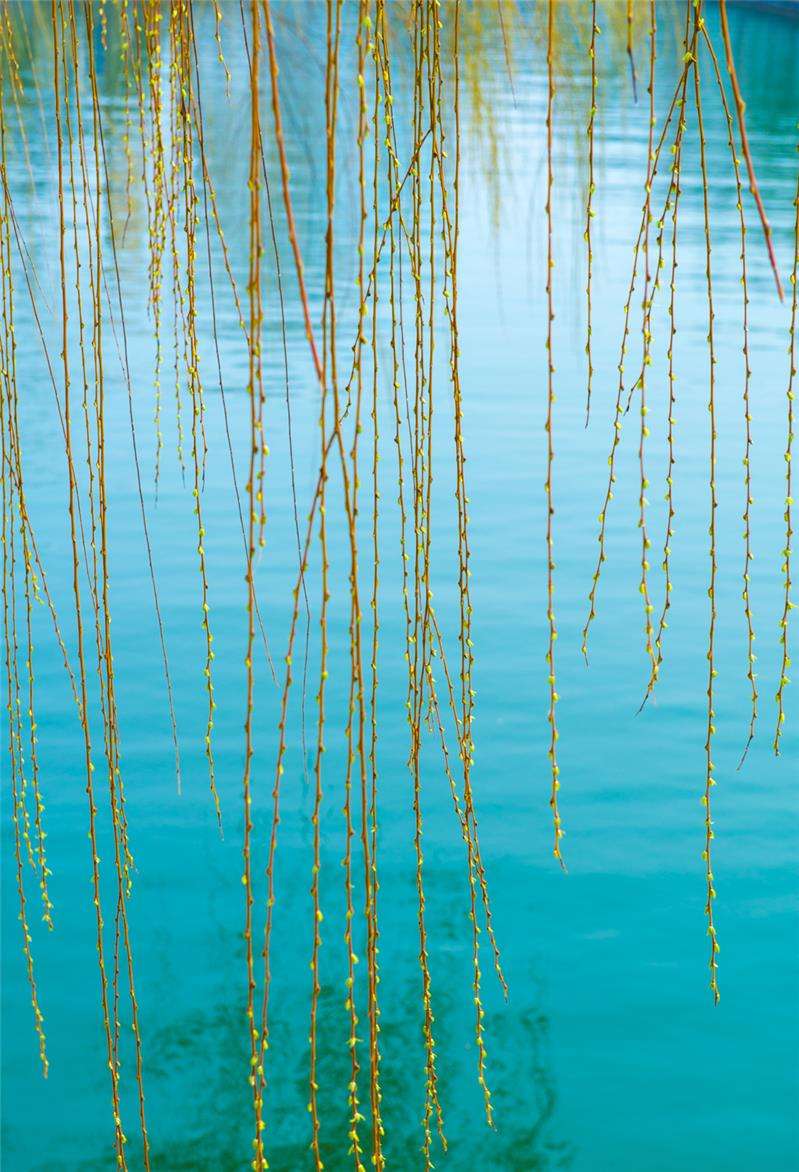 蝶恋花的千古名句，10首《蝶恋花》暮春