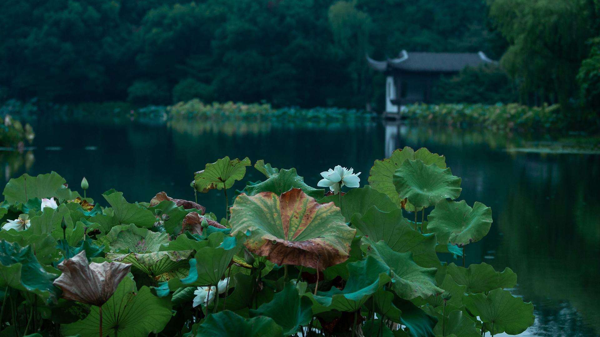 芳菲如你，天真如你（唯美的四月14首诗词）