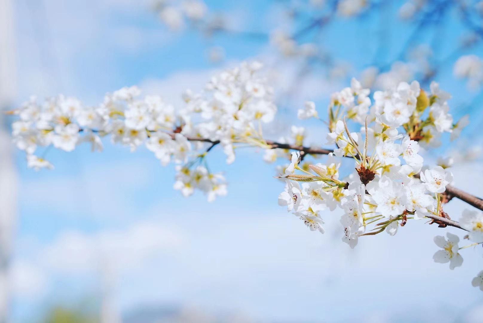 梨花经典古诗词（当梨花遇上春月，便是这世间最销魂的美景）