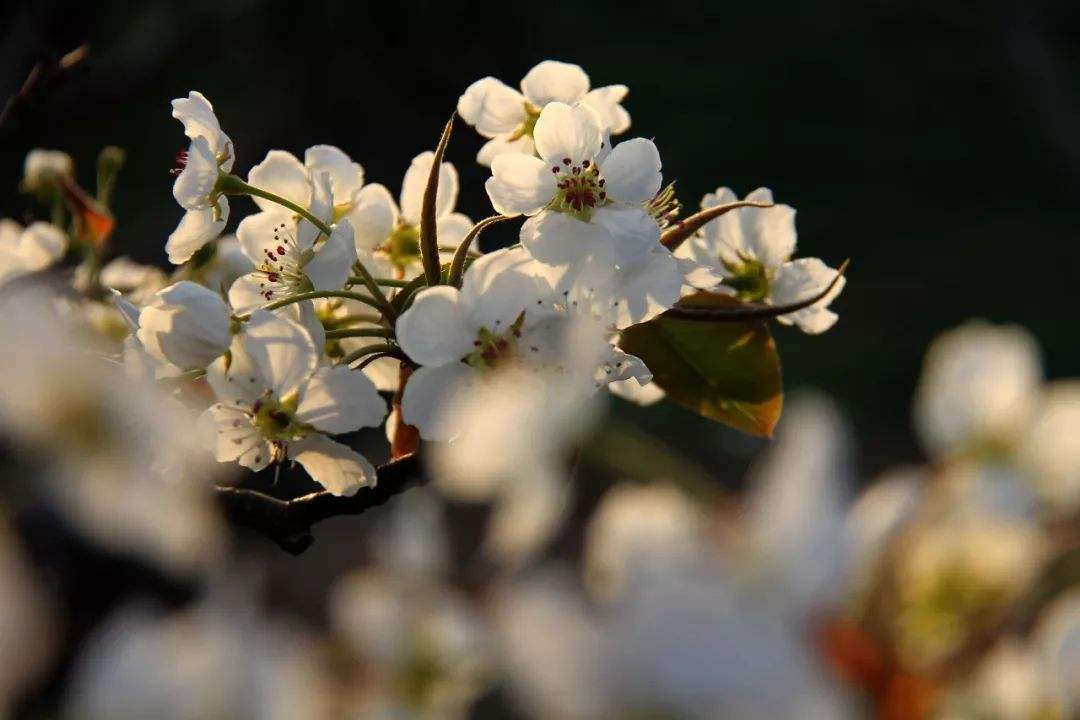 梨花经典古诗词（当梨花遇上春月，便是这世间最销魂的美景）