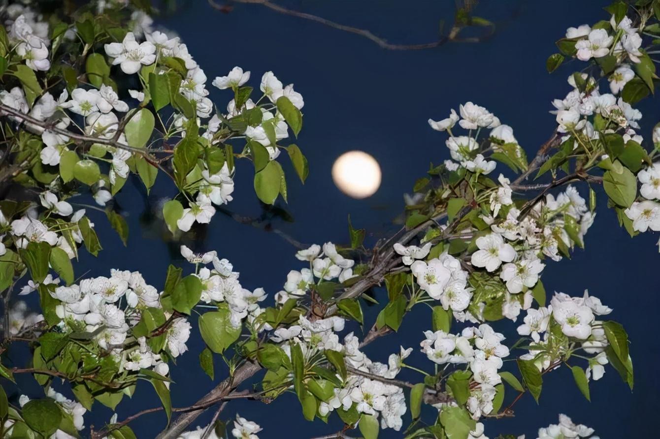 梨花经典古诗词（当梨花遇上春月，便是这世间最销魂的美景）