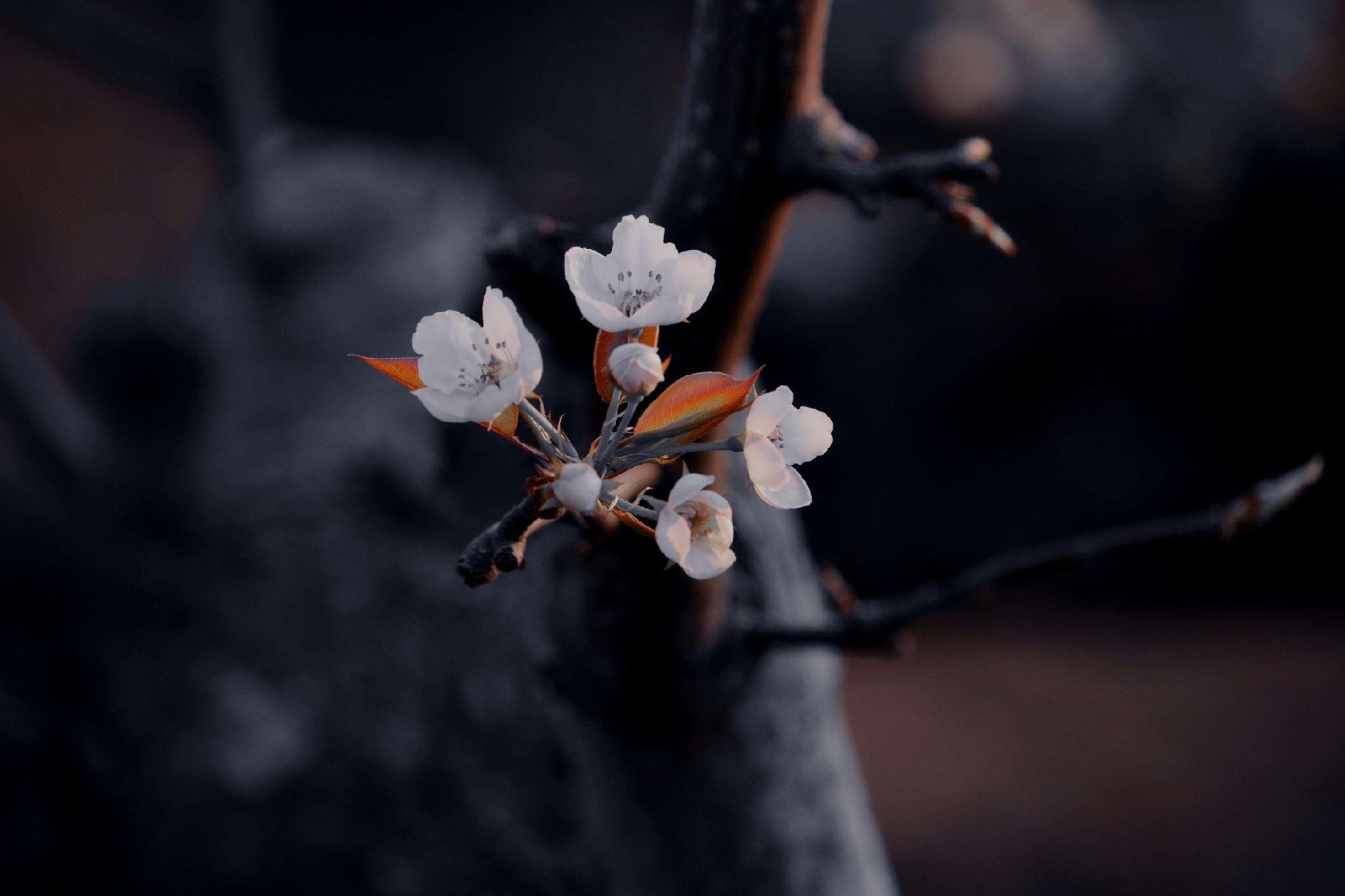 梨花经典古诗词（当梨花遇上春月，便是这世间最销魂的美景）