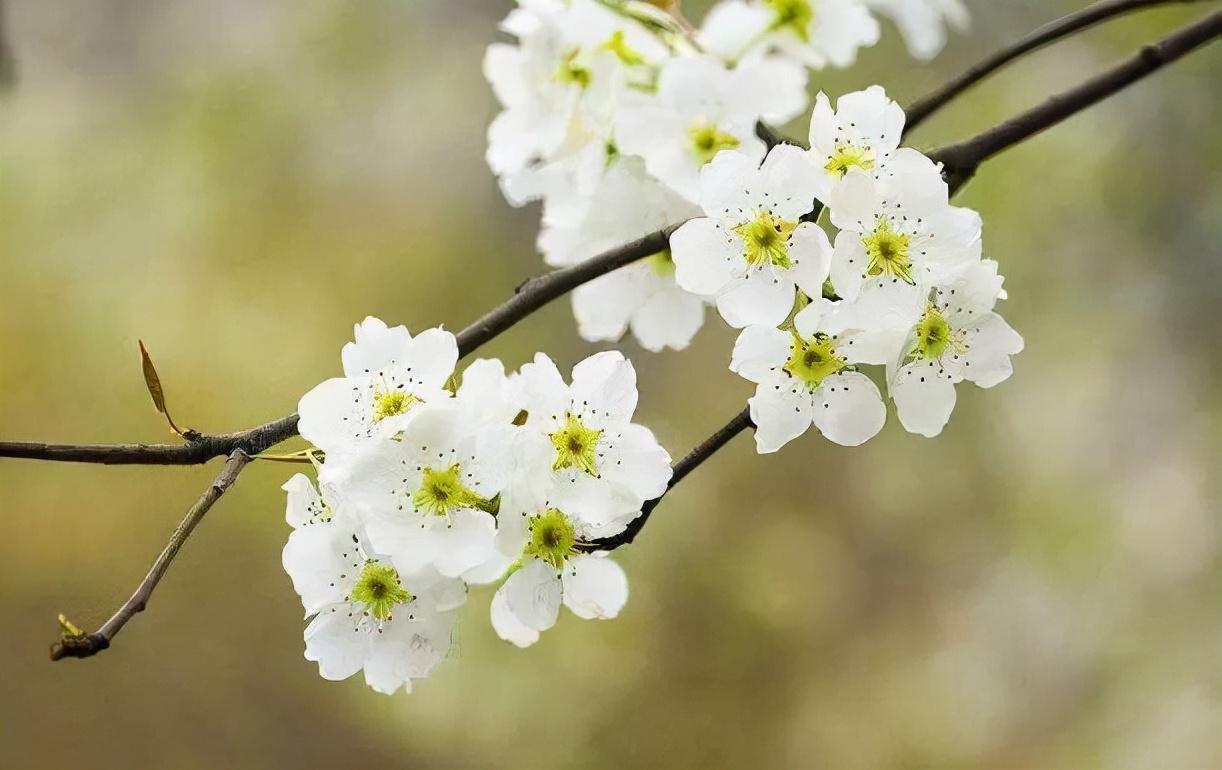 梨花经典古诗词（当梨花遇上春月，便是这世间最销魂的美景）