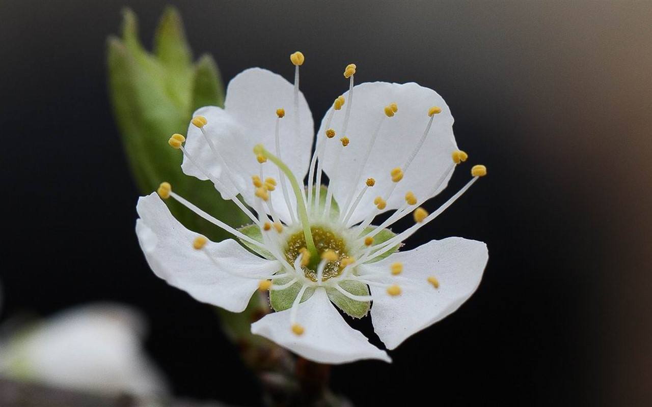 梨花经典古诗词（当梨花遇上春月，便是这世间最销魂的美景）