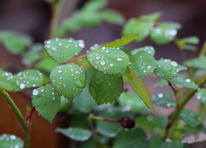 春雨唯美古诗有哪些（关于春雨的古诗词）