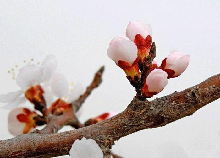 雪的经典诗词大全鉴赏（关于雪的烂漫诗词）