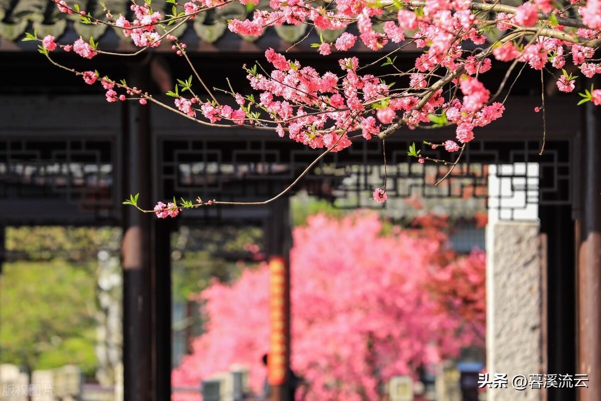 春花唯美古诗有哪些（十首优美春花诗词）