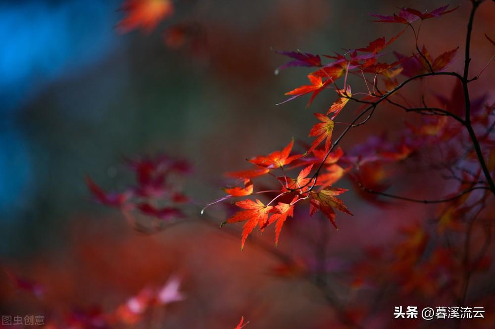 红叶秋雨唯美古诗（十首醉人红叶诗词）