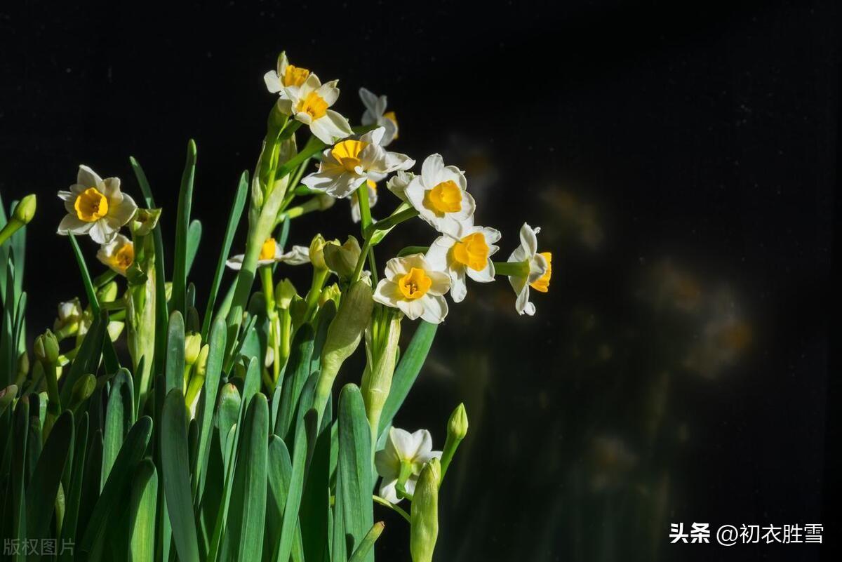 水仙诗词古句大全（冬花水仙美诗六首）