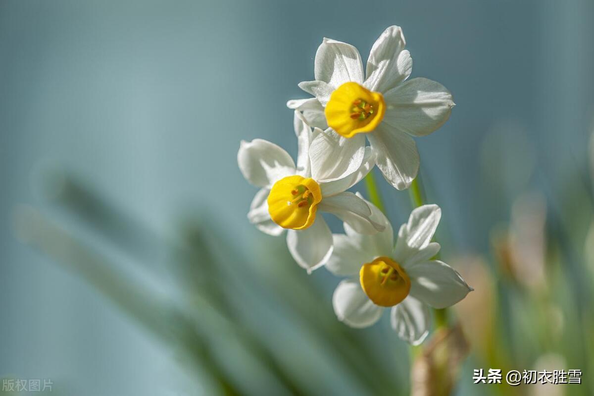 水仙诗词古句大全（冬花水仙美诗六首）