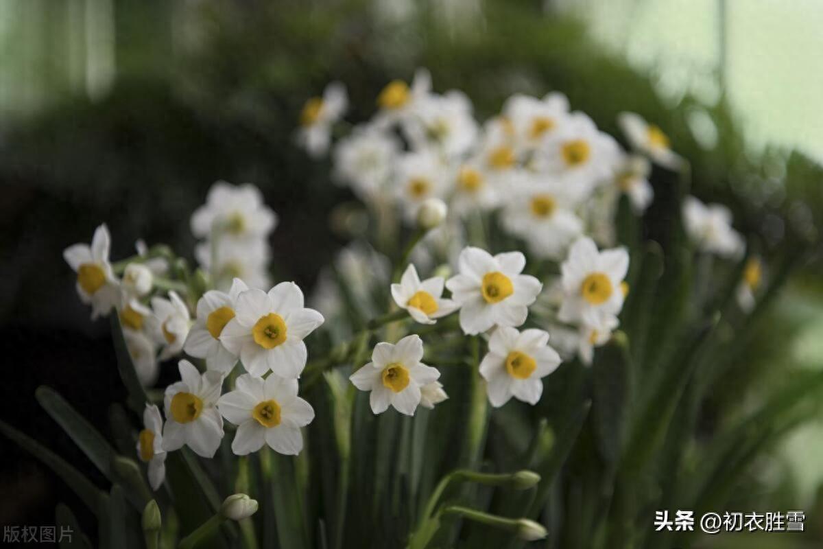 水仙诗词古句大全（冬花水仙美诗六首）