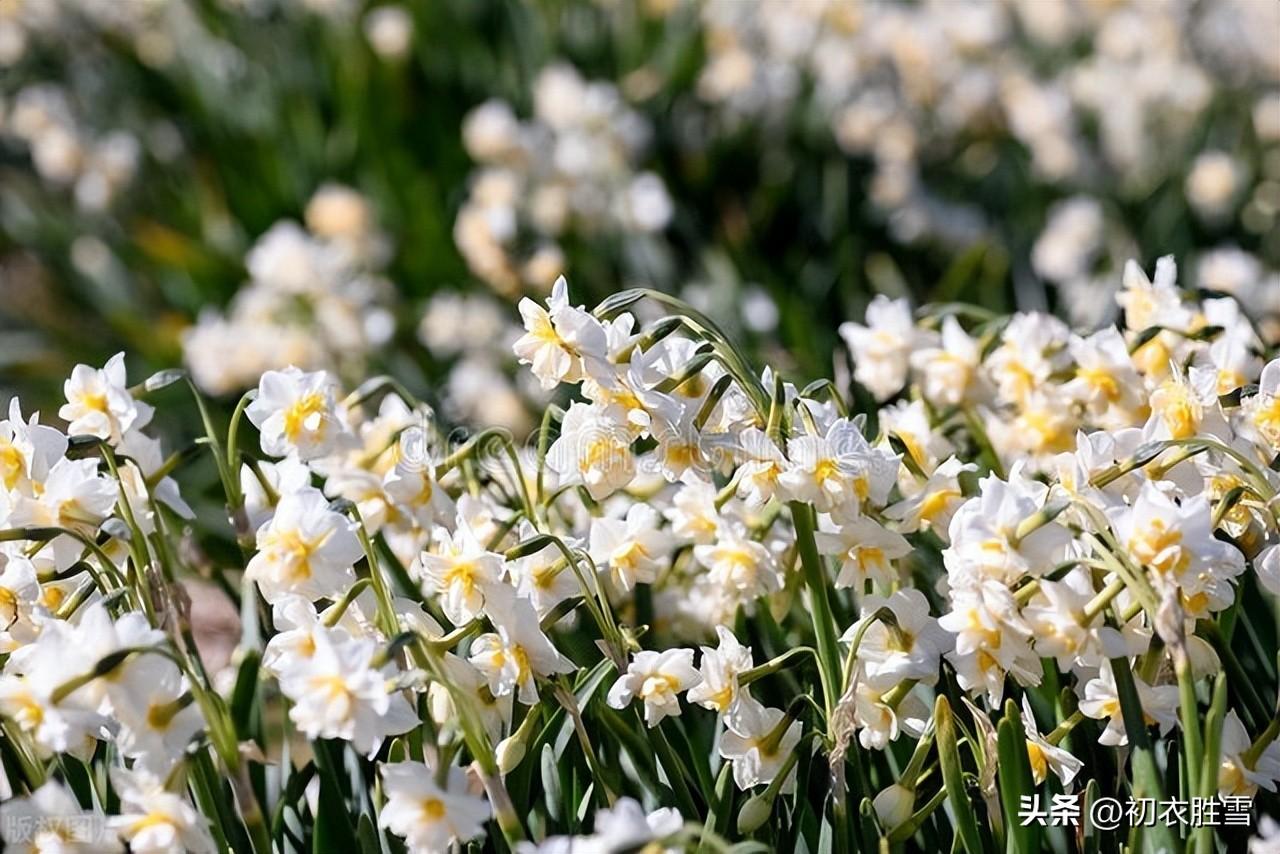 水仙诗词古句大全（冬花水仙美诗六首）