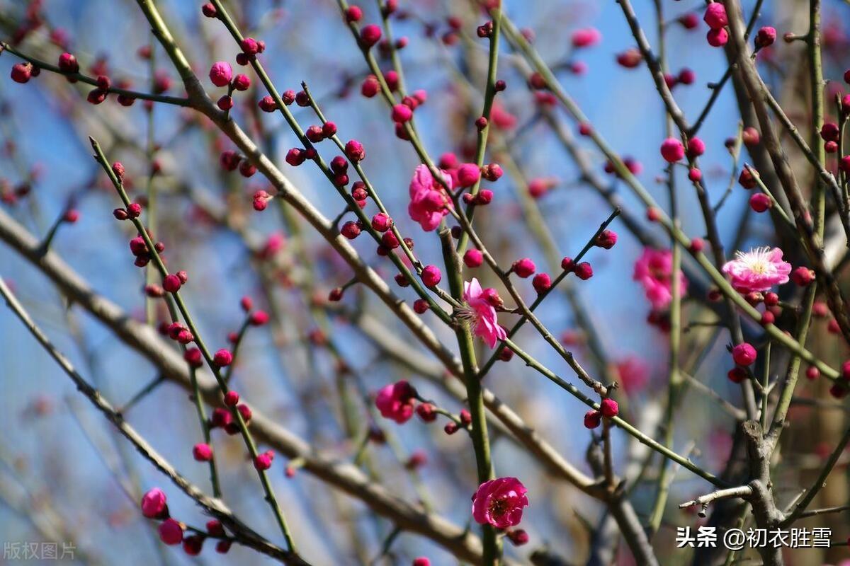 早冬小春梅花美诗六首（梅花初试小春天，花信从今第一番）