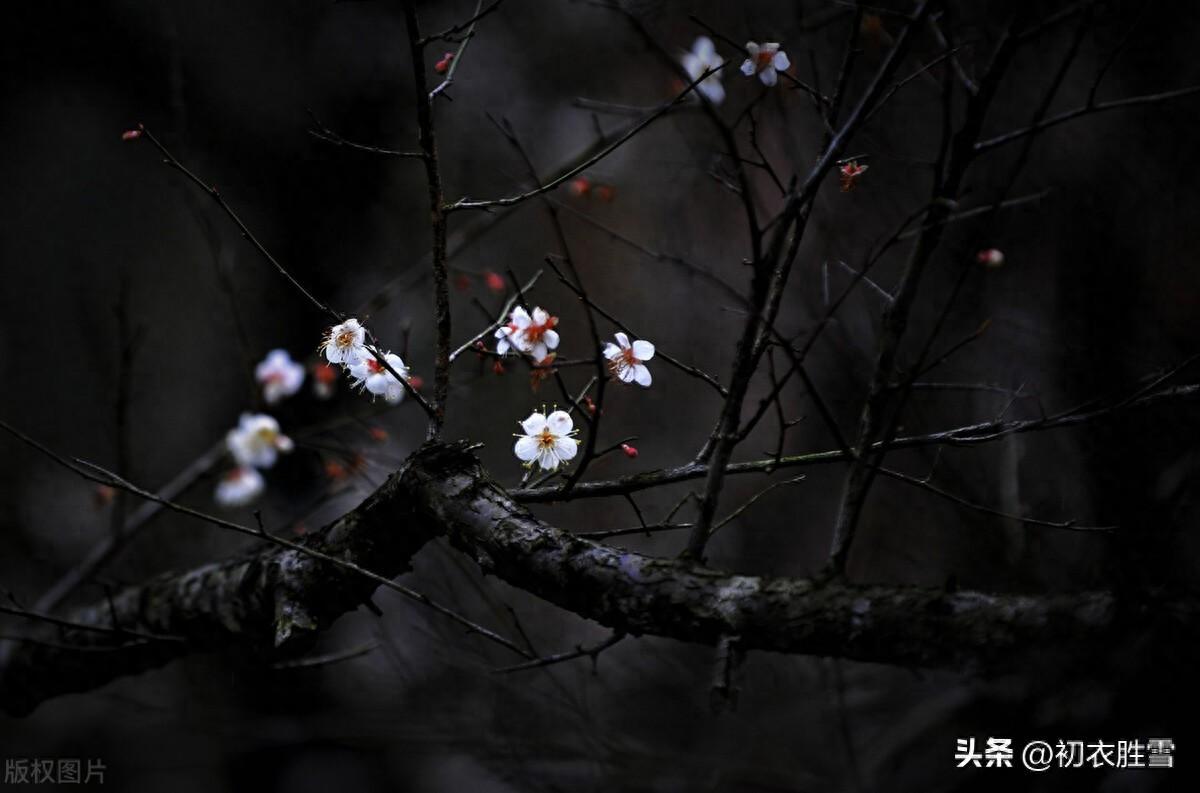 早冬小春梅花美诗六首（梅花初试小春天，花信从今第一番）