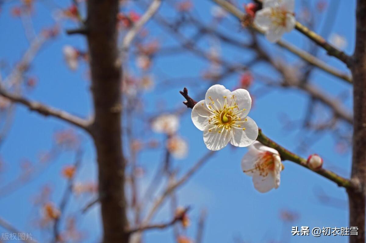 早冬小春梅花美诗六首（梅花初试小春天，花信从今第一番）