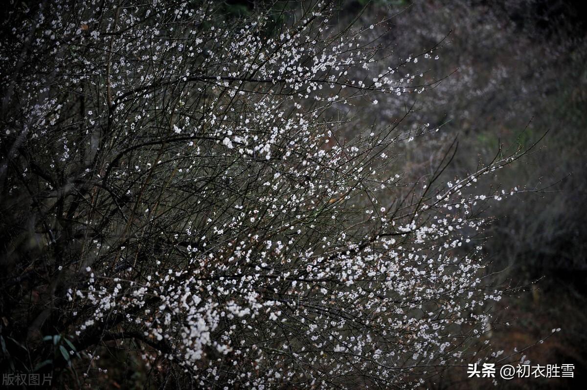 早冬小春梅花美诗六首（梅花初试小春天，花信从今第一番）