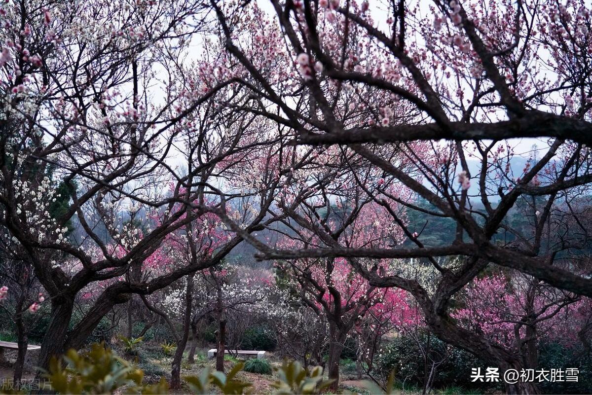 早冬小春梅花美诗六首（梅花初试小春天，花信从今第一番）