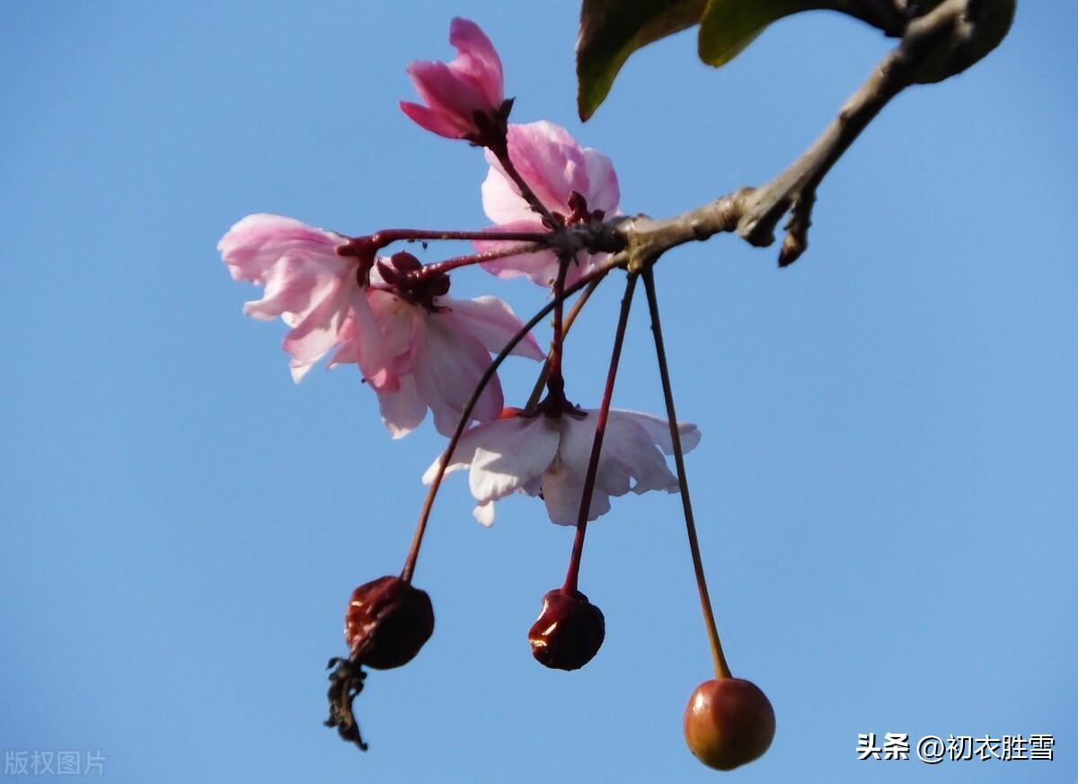 黄叶青苔野老家，海棠经月驻红妆（十月小春海棠诗词五首）