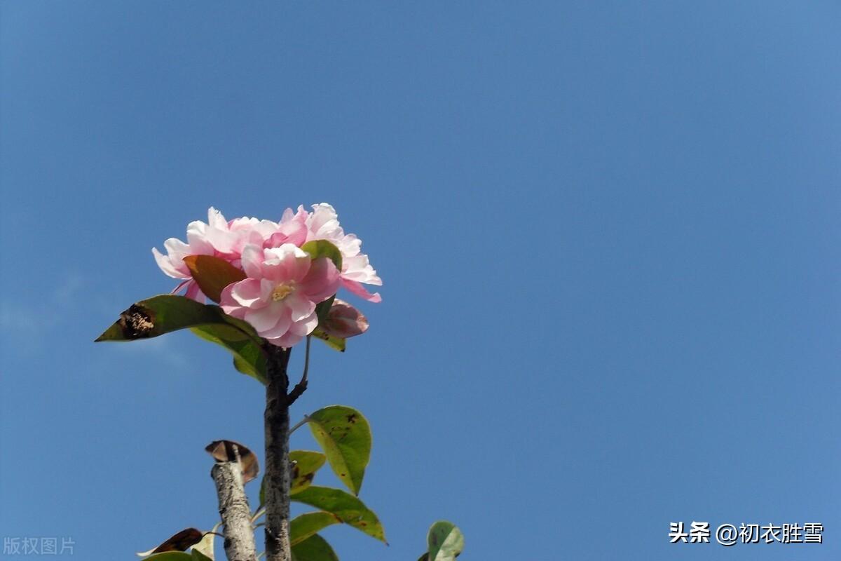 黄叶青苔野老家，海棠经月驻红妆（十月小春海棠诗词五首）