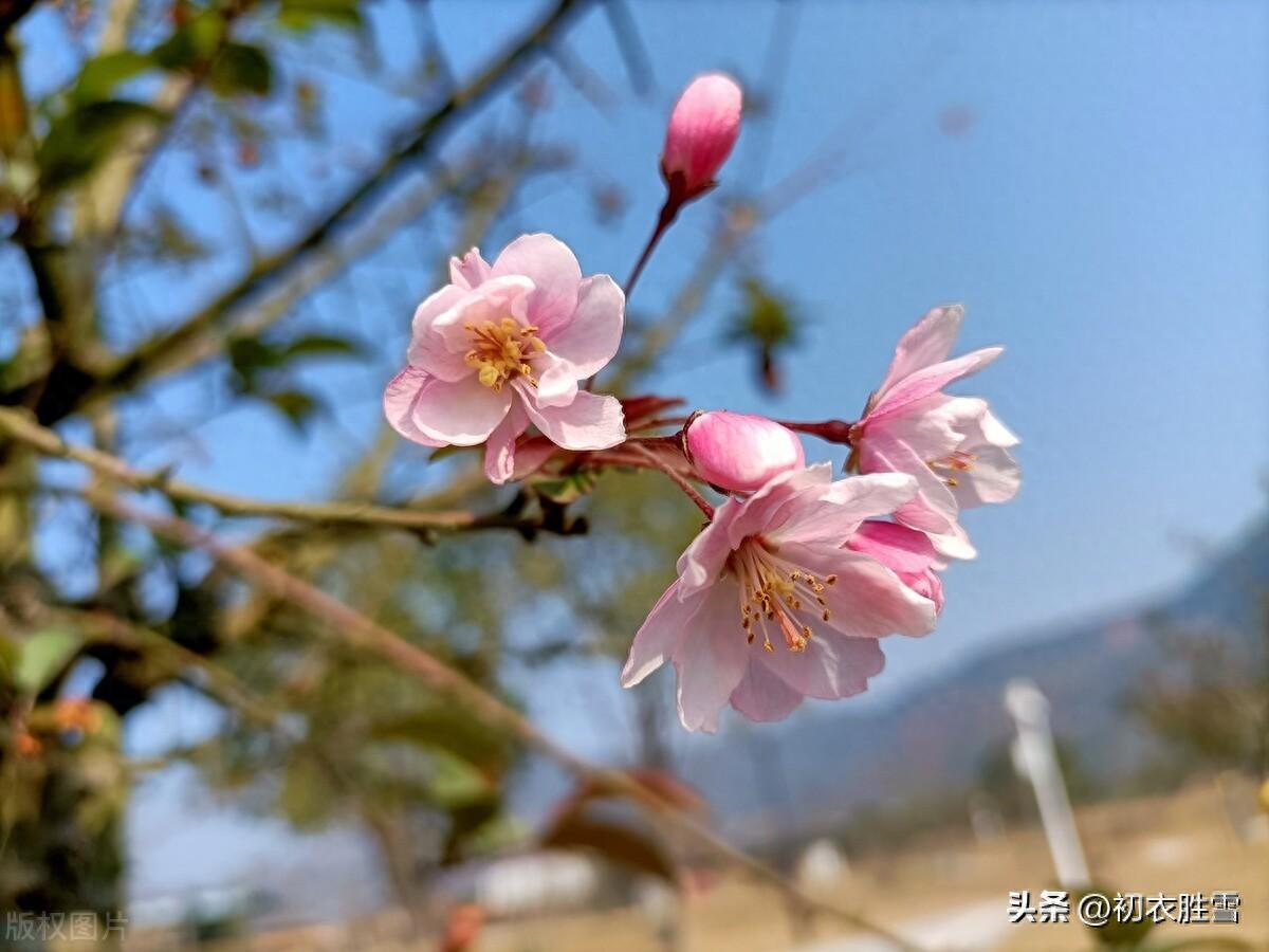 黄叶青苔野老家，海棠经月驻红妆（十月小春海棠诗词五首）