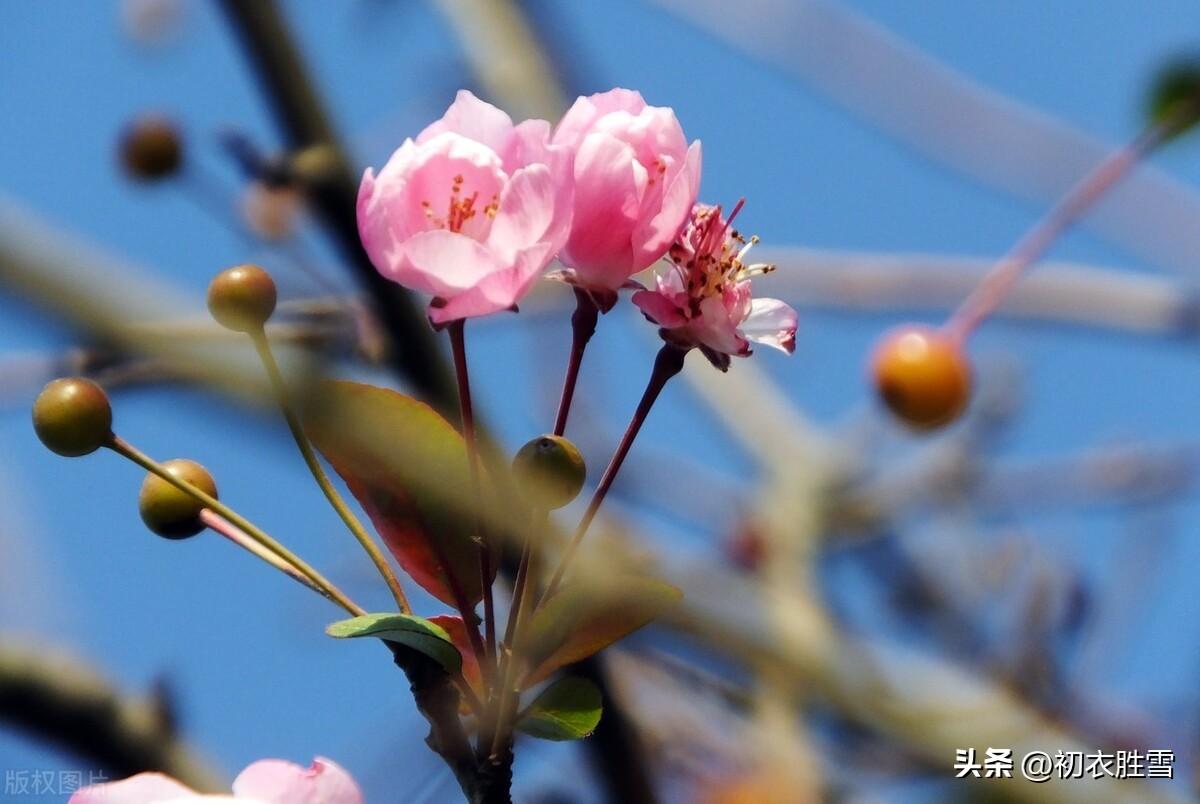 黄叶青苔野老家，海棠经月驻红妆（十月小春海棠诗词五首）