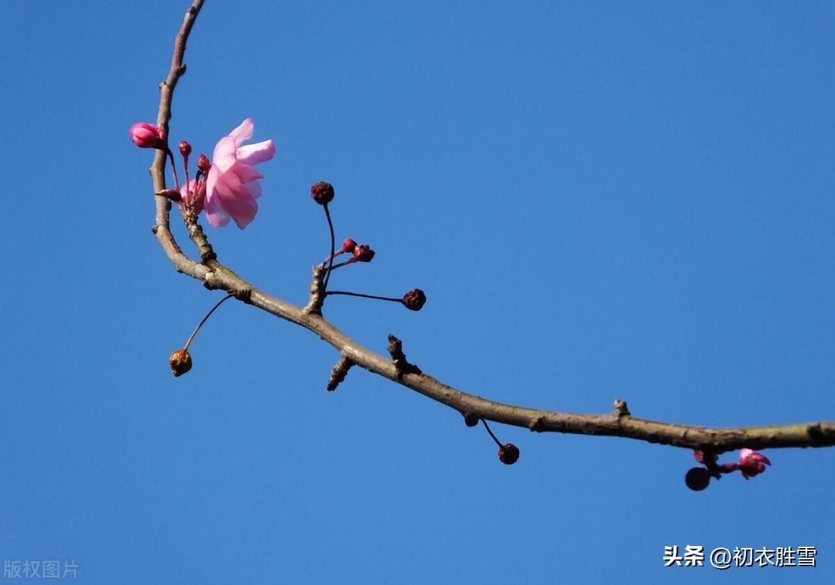 缠绵意似深秋雨，料峭寒生小雪天（小雪节气美诗五首）