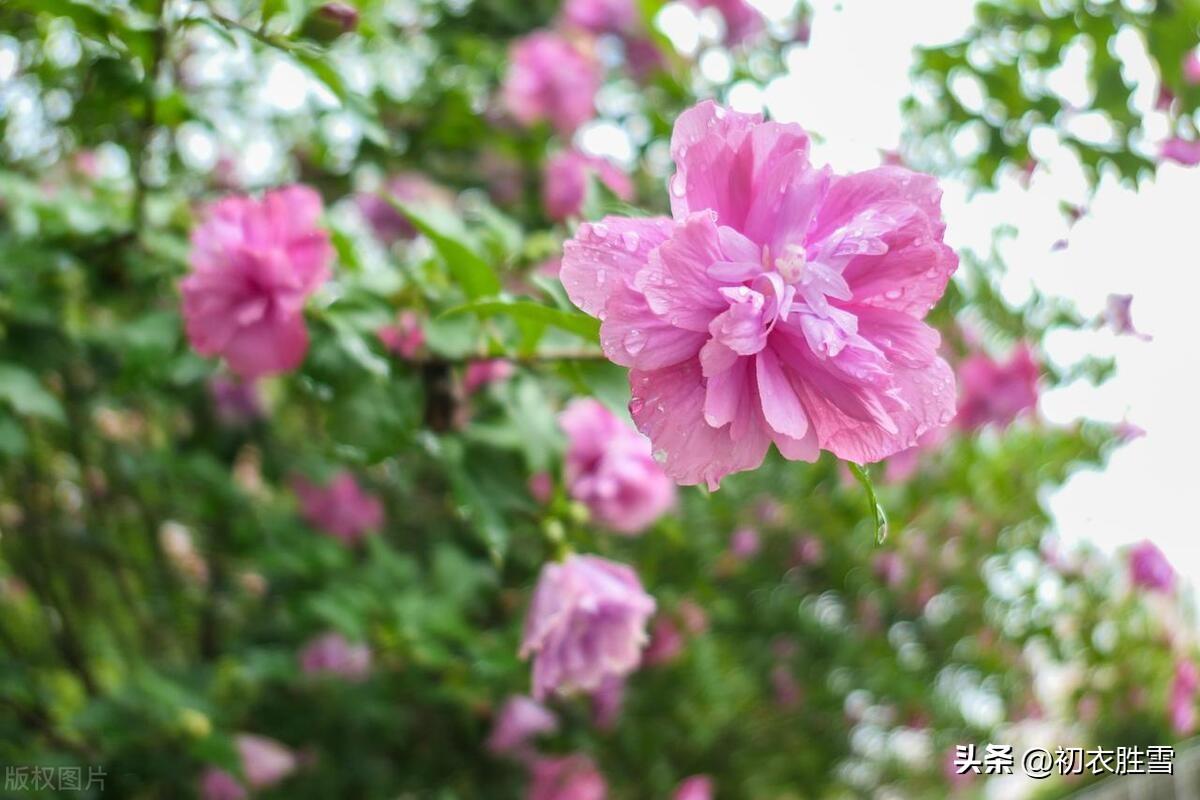 缠绵意似深秋雨，料峭寒生小雪天（小雪节气美诗五首）