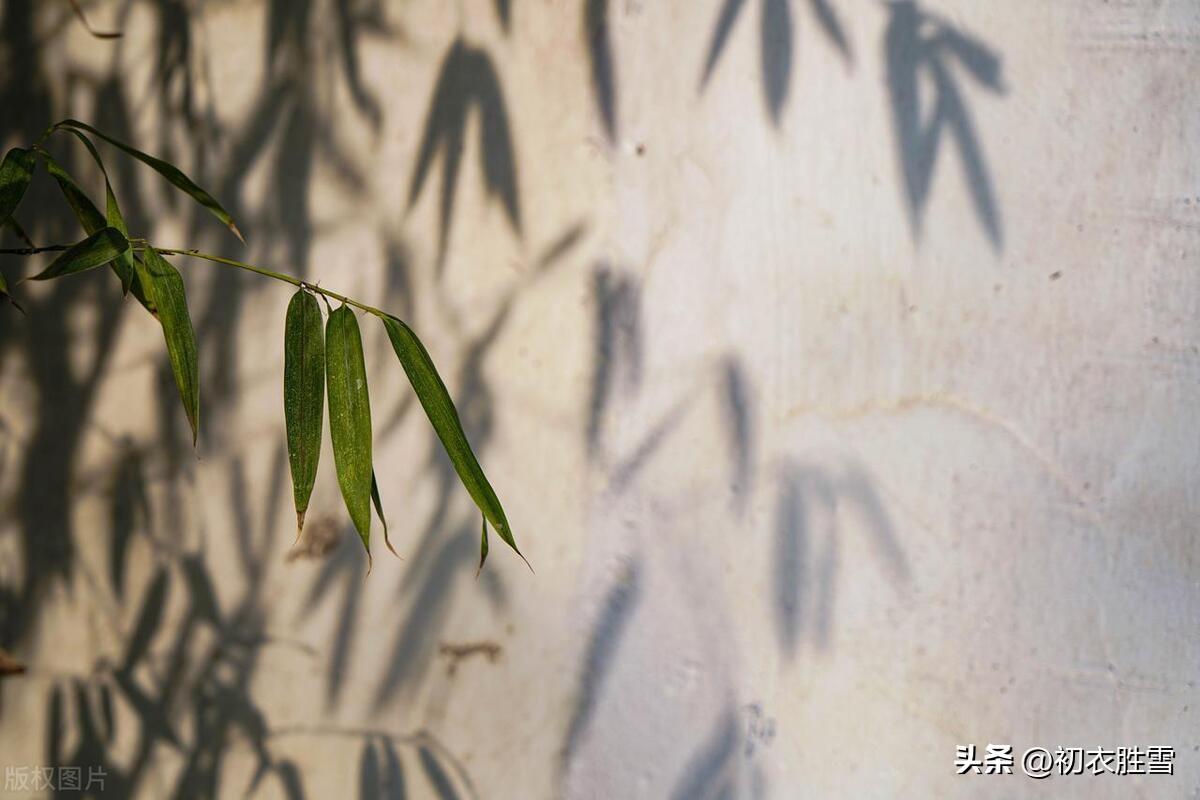 花止十日红，竹能经岁绿（冬竹诗词六首推荐）