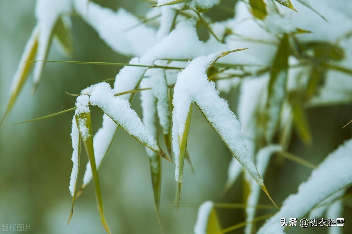 花止十日红，竹能经岁绿（冬竹诗词六首推荐）