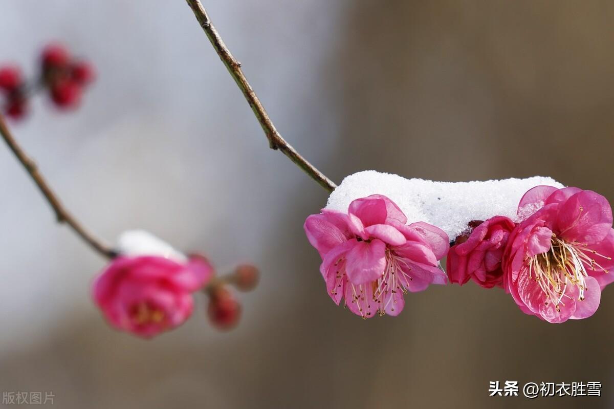 王正小雪辰，共弄初落雪（小雪节气雪诗五首赏读）