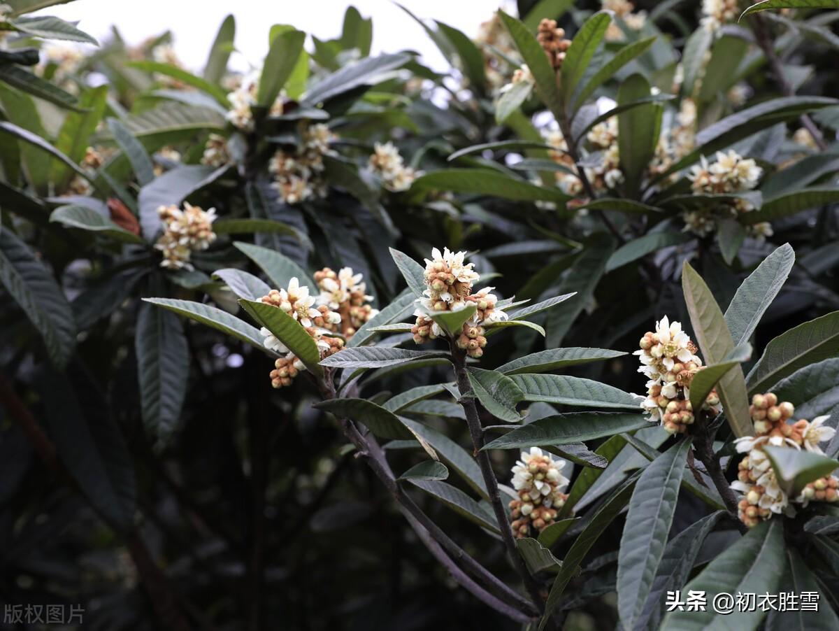 枇杷花发天欲雪，黄雀不飞枝上寒（冬花枇杷花古诗五首）