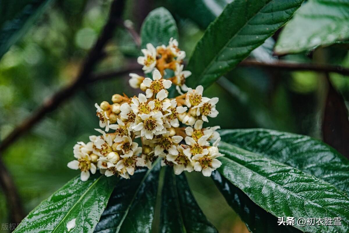 枇杷花发天欲雪，黄雀不飞枝上寒（冬花枇杷花古诗五首）