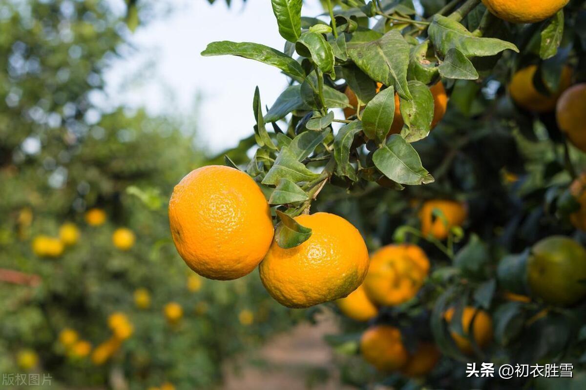 早冬明快诗词五首（山明水净新霜早，淡烟衰草不胜诗）