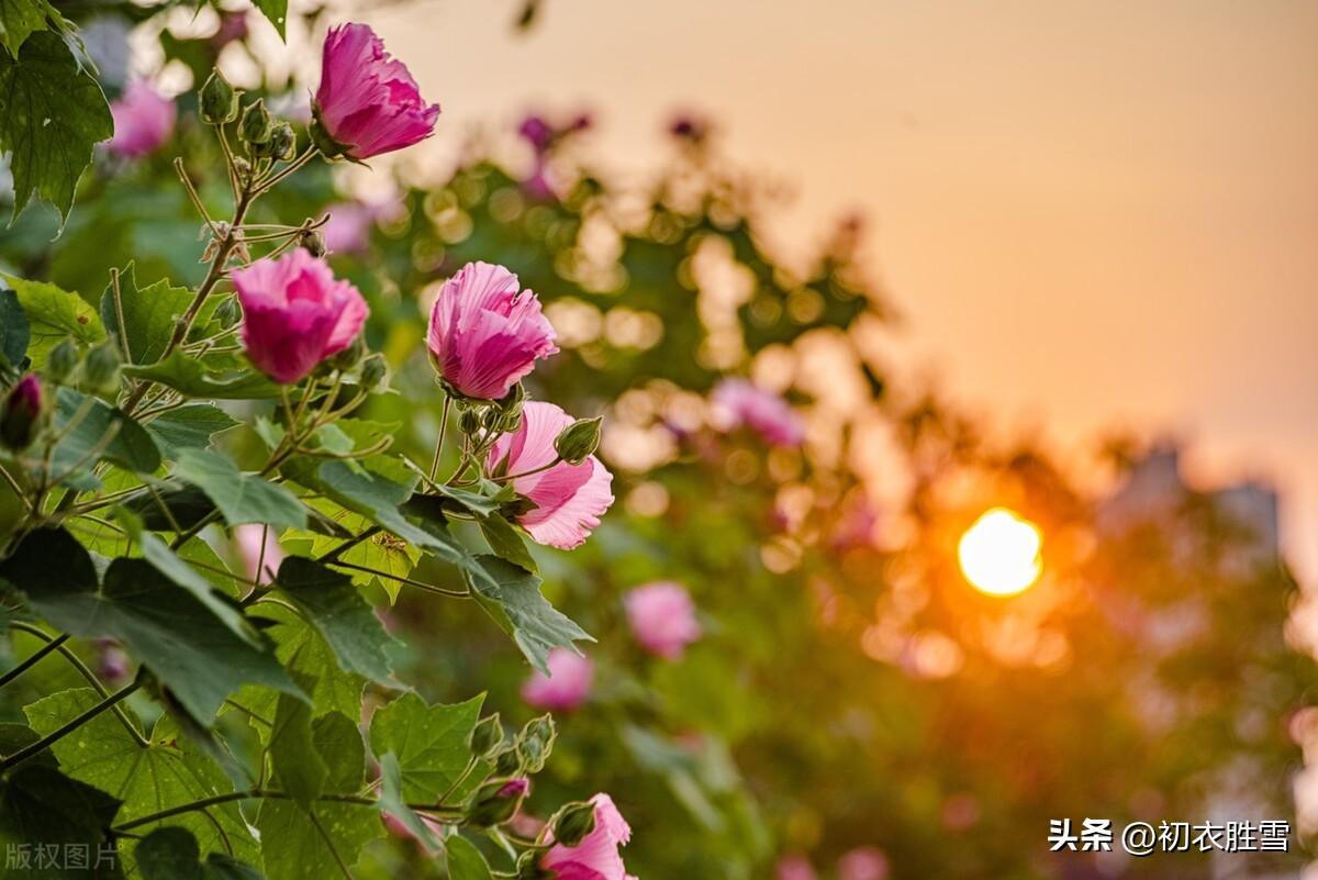 早冬明快诗词五首（山明水净新霜早，淡烟衰草不胜诗）