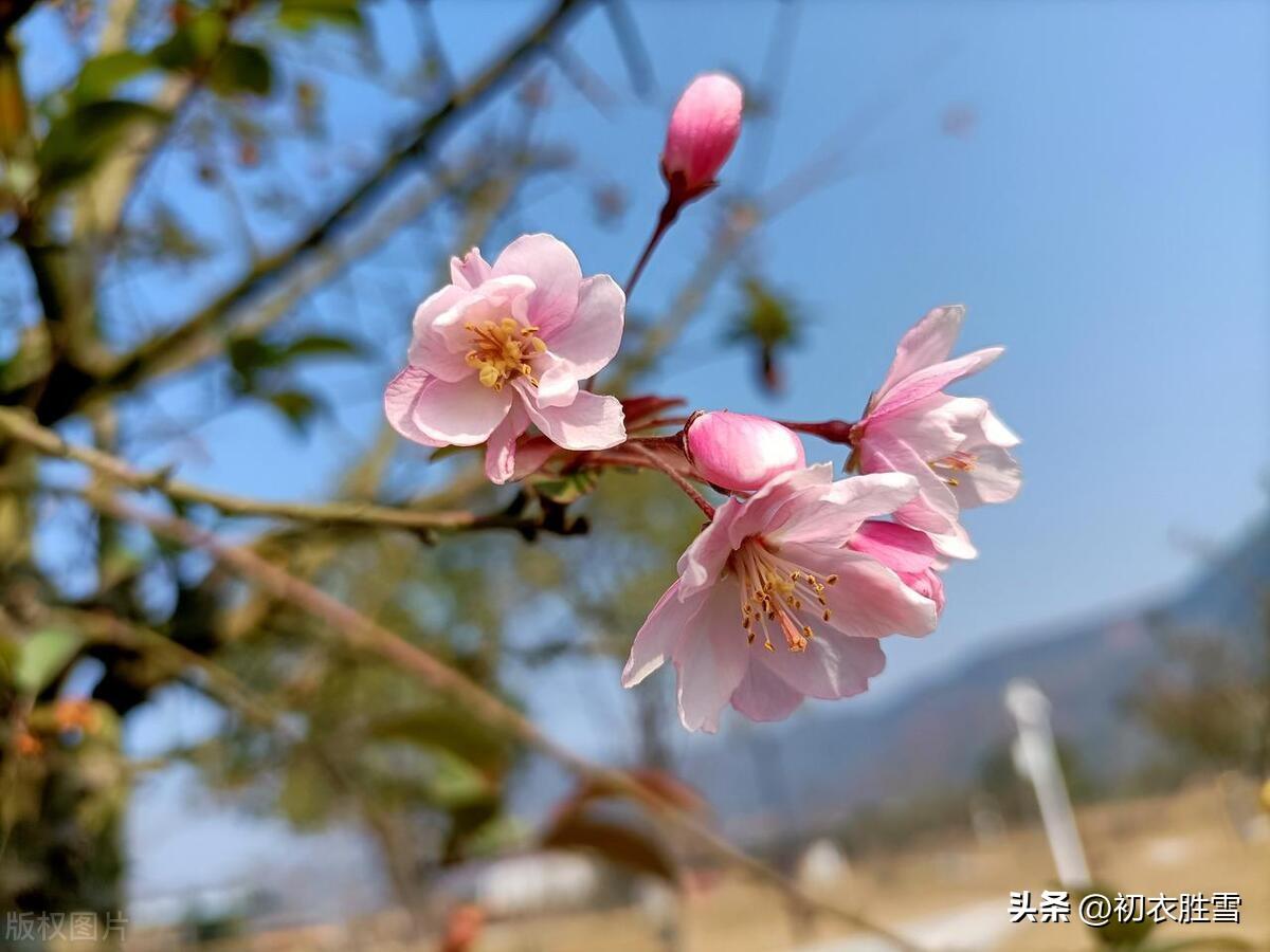 一雨丝丝弄小春，江北江南正小春（早冬小春诗词六首）