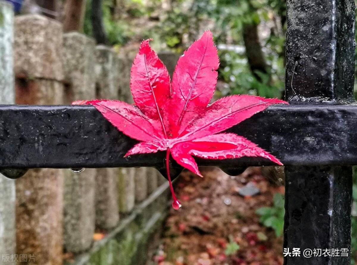 天无风雨不成秋，满天黄叶独登楼（晚秋秋雨诗词六首）