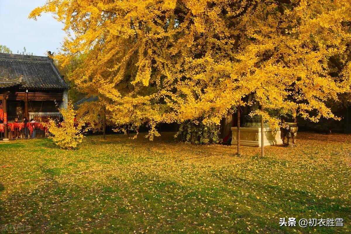 别致落叶诗词五首鉴赏（只爱玉河秋色好，不因摇落怨西风）