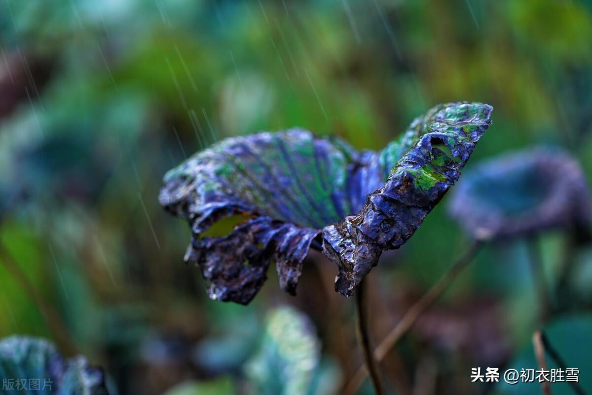 晚秋秋阴古诗五首赏析（秋阴漠漠四山空，落叶无声满地红）