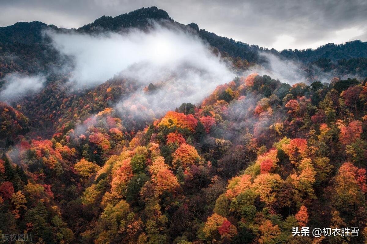 晚秋清美绝句五首（红叶黄花九月天，南山秋色画图鲜）