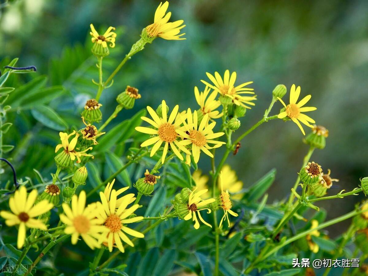 霜降节气菊花诗词五首（霜降众芳歇，时菊生意饶）