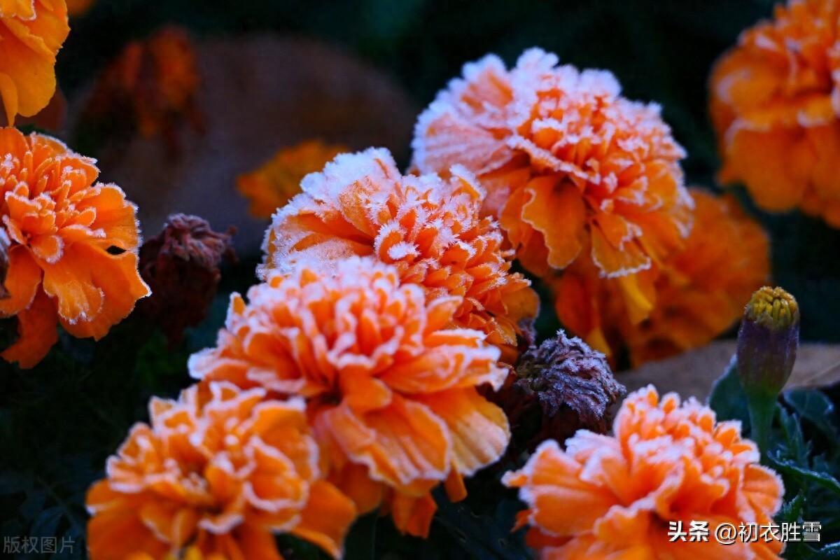 霜降节气菊花诗词五首（霜降众芳歇，时菊生意饶）