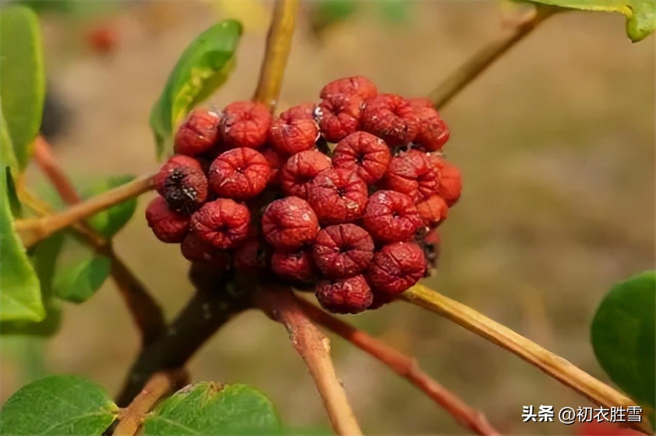 关于重阳节诗词古句（辟恶茱萸囊，延年菊花酒）