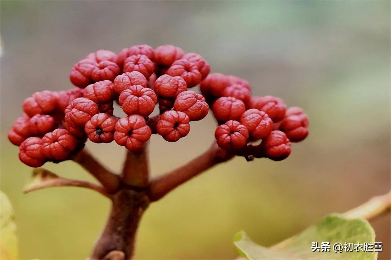 关于重阳节诗词古句（辟恶茱萸囊，延年菊花酒）